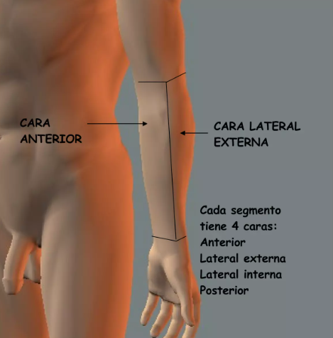 ANATOMIA TOPOGRAFICA brazo.png