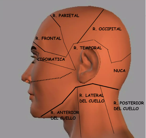 ANATOMIA TOPOGRAFICA cabeza.png
