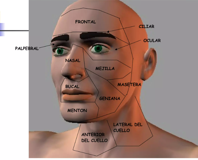 ANATOMIA TOPOGRAFICA cara 2.png