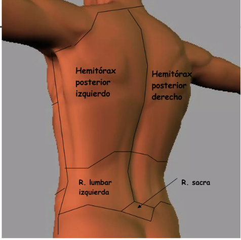 ANATOMIA TOPOGRAFICA espalda.png