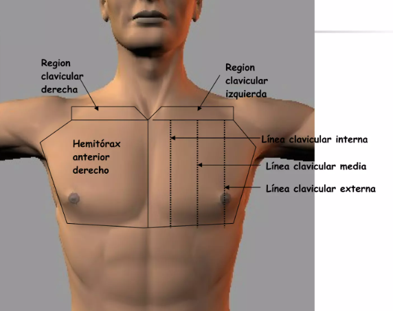 ANATOMIA TOPOGRAFICA torax.png