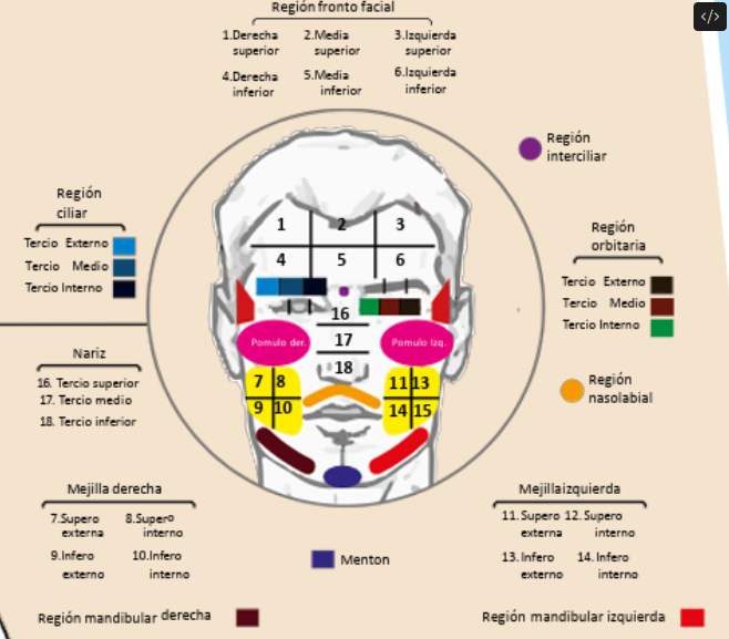 ANATOMIA TOPOGRAFICA13.png