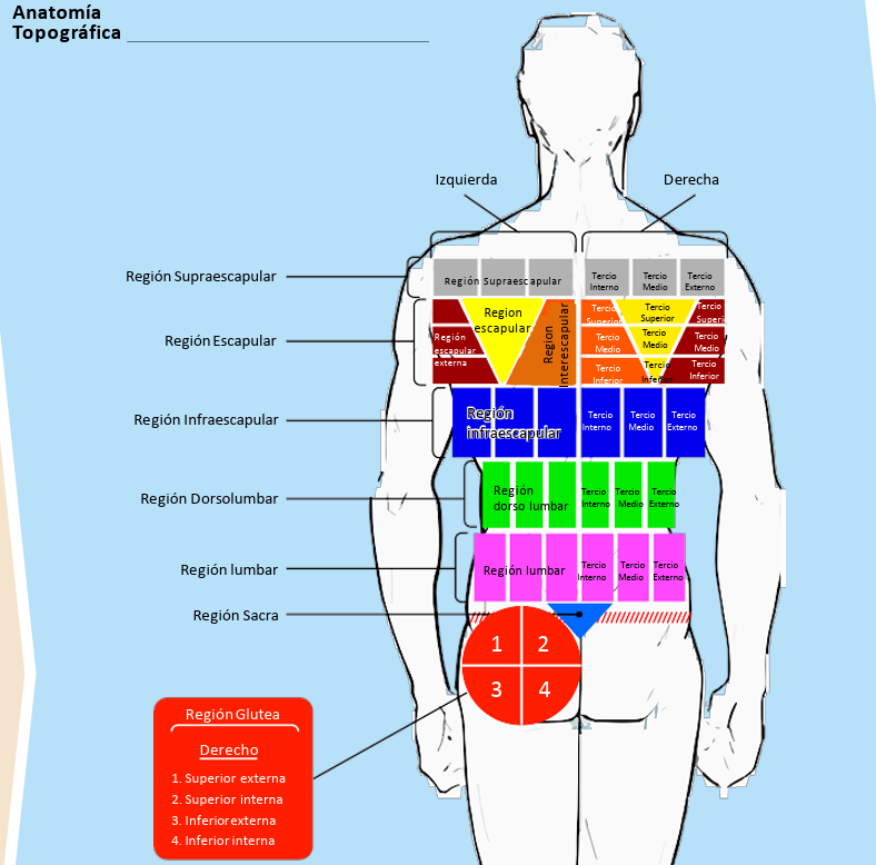 ANATOMIA TOPOGRAFICA2.png800