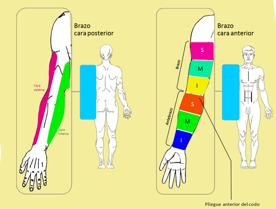ANATOMIA TOPOGRAFICA3.png800