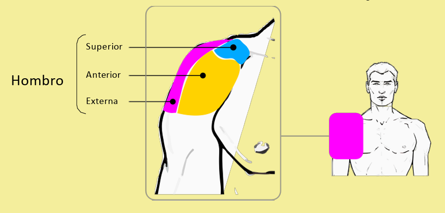 ANATOMIA TOPOGRAFICA4.png