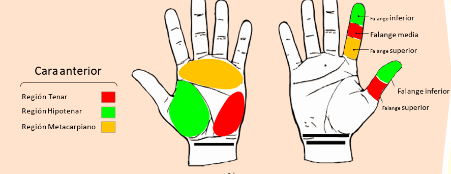 ANATOMIA TOPOGRAFICA5.png